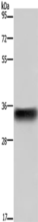 CD32 Polyclonal Antibody - image 1