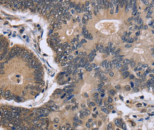 FSTL1 Polyclonal Antibody - image 1
