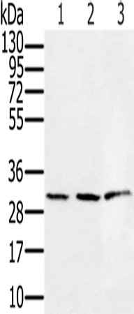 HSD17B8 Polyclonal Antibody - image 1