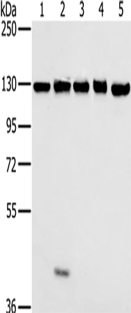 MATR3 Polyclonal Antibody - image 1