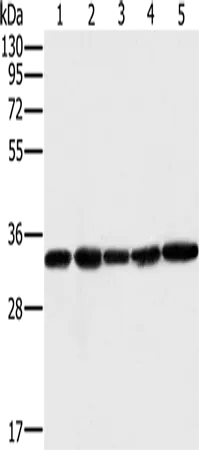 MTCH2 Polyclonal Antibody - image 1