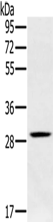 CLIC1 Polyclonal Antibody - image 1