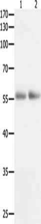HDAC1 Polyclonal Antibody - image 1