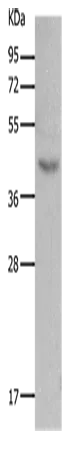 MC5R Polyclonal Antibody - image 1