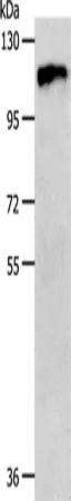 c-Fms Polyclonal Antibody - image 1