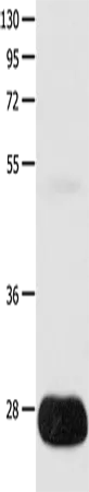 POMC Polyclonal Antibody - image 1