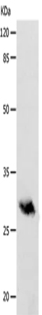POMC Polyclonal Antibody - image 1