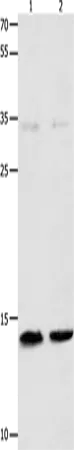 MYL9 Polyclonal Antibody - image 1