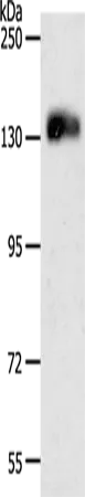 CD31 Polyclonal Antibody - image 1