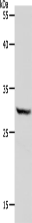 NQO1 Polyclonal Antibody - image 1