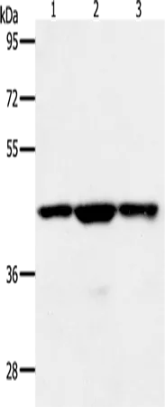 MAP2K1 Polyclonal Antibody - image 1