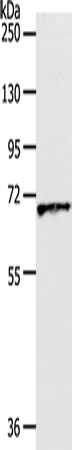 Oct-3 Polyclonal Antibody - image 1