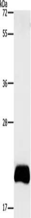 APOBEC3C Polyclonal Antibody - image 1