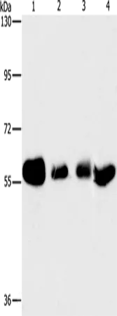 API5 Polyclonal Antibody - image 1