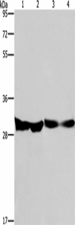 DECR1 Polyclonal Antibody - image 1