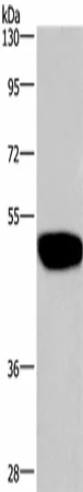 GABAA Receptor alpha1 Polyclonal Antibody - image 1