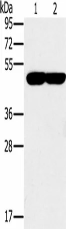 PPOX Polyclonal Antibody - image 1