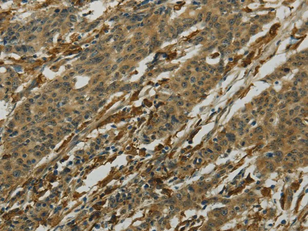 AIF1 Polyclonal Antibody - image 1