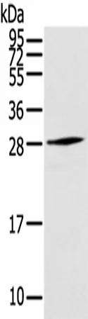 THYN1 Polyclonal Antibody - image 1