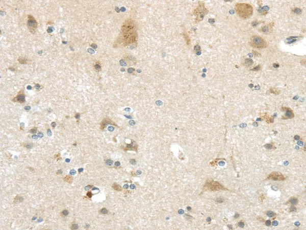 VSIG10 Polyclonal Antibody - image 1