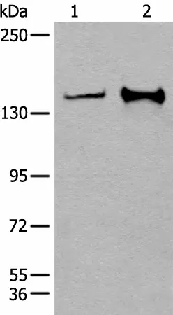 CAPN15 Polyclonal Antibody - image 1