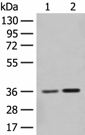 SLC25A27 Polyclonal Antibody - image 1
