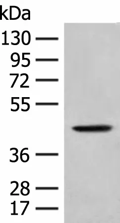 HLA-B Polyclonal Antibody - image 1