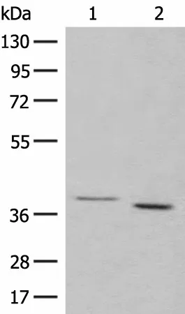 GALR1 Polyclonal Antibody - image 1