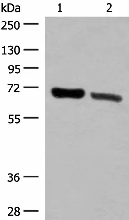 TRIM8 Polyclonal Antibody - image 1