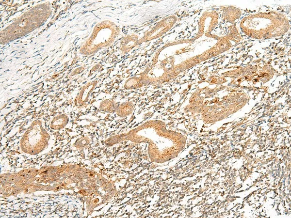 HLA-G Polyclonal Antibody - image 1