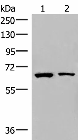 ZNF85 Polyclonal Antibody - image 1