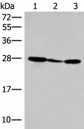 HLA-DOB Polyclonal Antibody - image 1