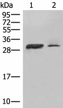 HLA-DPA1 Polyclonal Antibody - image 1