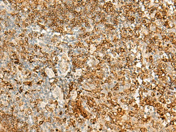HLA-DRB1 Polyclonal Antibody - image 1