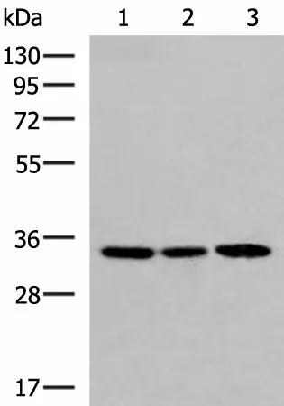 SOX2 Polyclonal Antibody - image 1