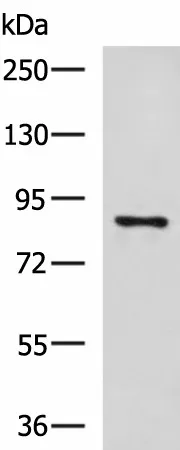 CCNF Polyclonal Antibody - image 1