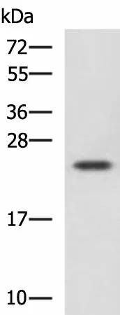CBX5 Polyclonal Antibody - image 1