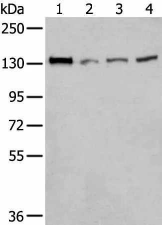 MORC2 Polyclonal Antibody - image 1