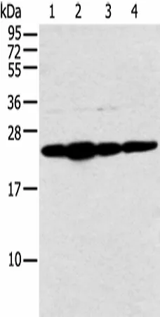 NDUFB9 Polyclonal Antibody - image 1
