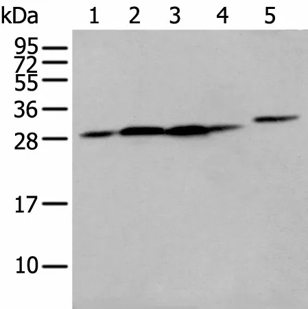 FKBP7 Polyclonal Antibody - image 1