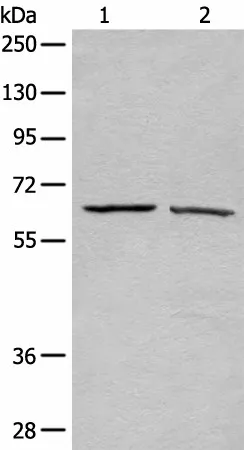 ATAD3A Polyclonal Antibody - image 1