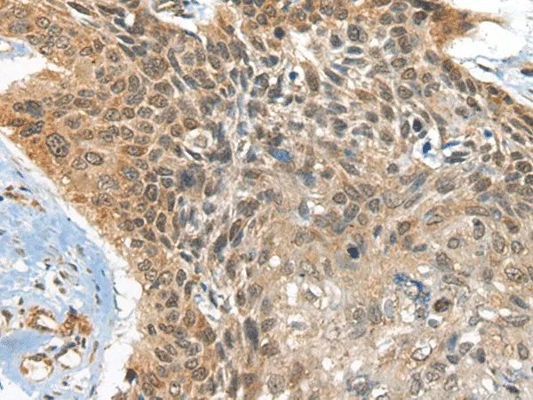 BOLA1 Polyclonal Antibody - image 1