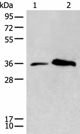 CD86 Polyclonal Antibody - image 1