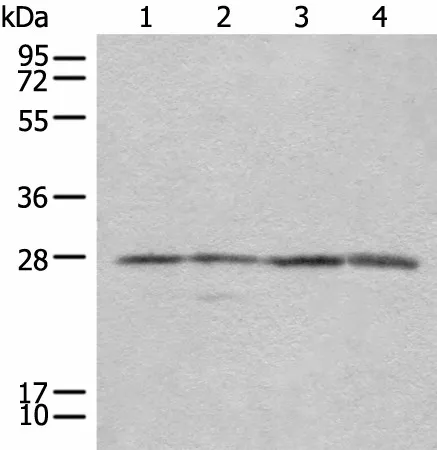 COMT Polyclonal Antibody - image 1