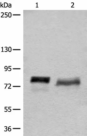 BCAS3 Polyclonal Antibody - image 1
