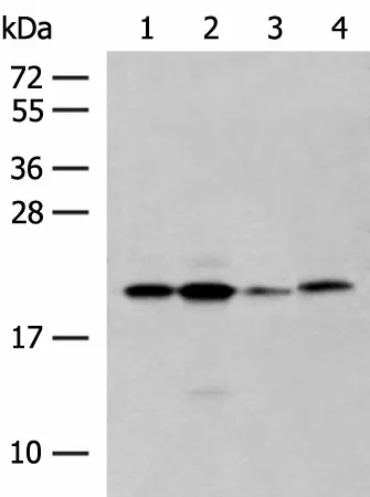 RNF5 Polyclonal Antibody - image 1