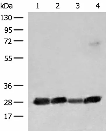 CD48 Polyclonal Antibody - image 1