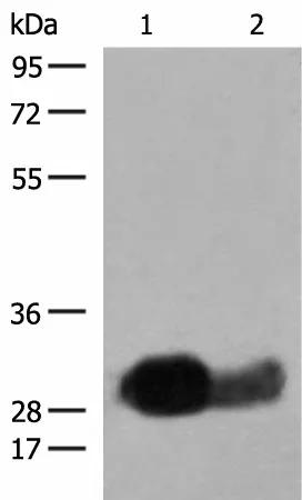 HLA-DRB1 Polyclonal Antibody - image 1