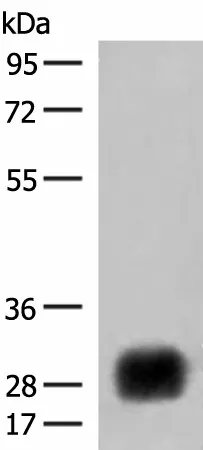 HLA-DRB4 Polyclonal Antibody - image 1