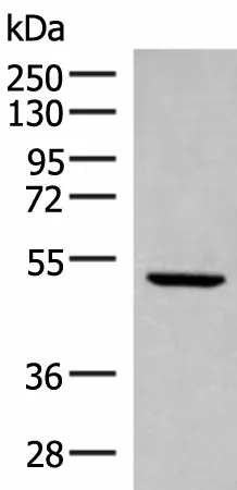 PSMD12 Polyclonal Antibody - image 1